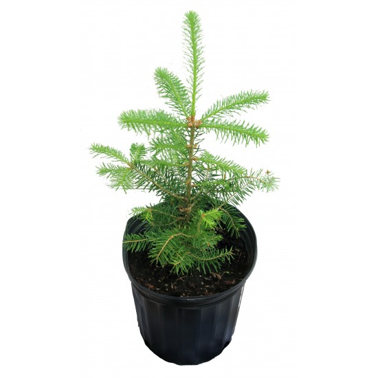 Balsam fir in a pot - Orders of 10 or more